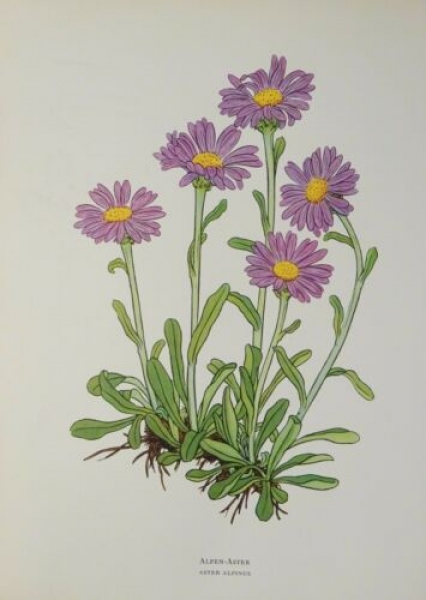 Alpen-Aster, Scheuchzers Glockenblume,... kolorierter Holzschnitt, alter Druck aus dem Jahr 1954